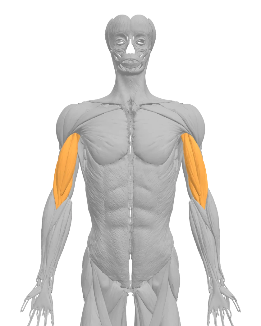 Mannequin anatomique vu de face, biceps en surbrillance
