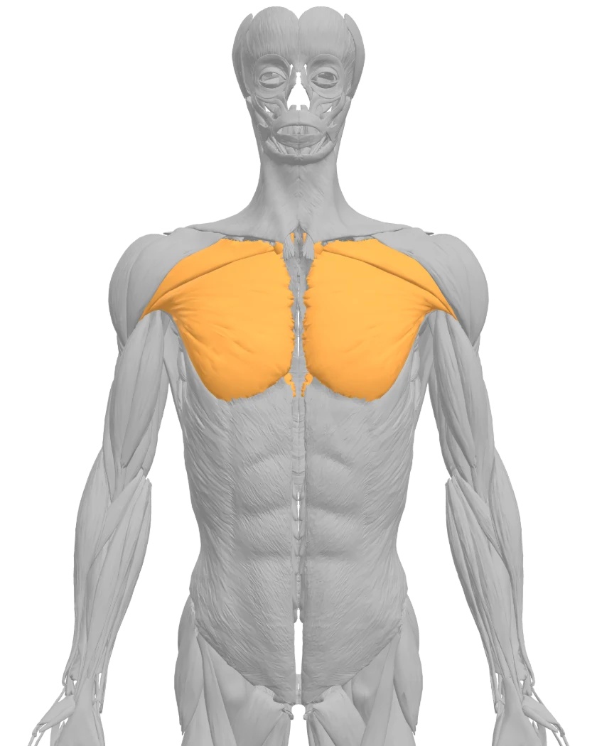 Mannequin anatomique vu de face, pectoraux en surbrillance