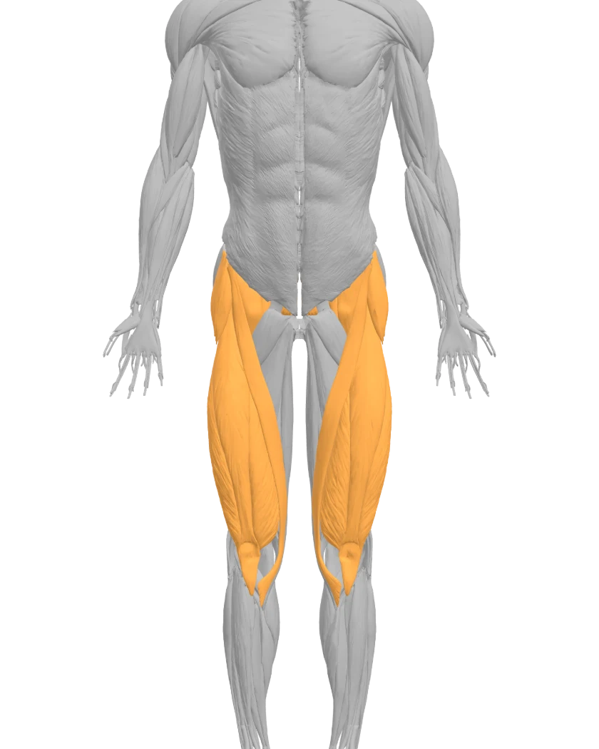 Mannequin anatomique vu de face, quadriceps en surbrillance