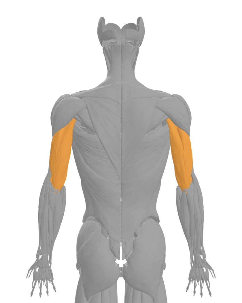 Mannequin anatomique vu de dos, triceps en surbrillance